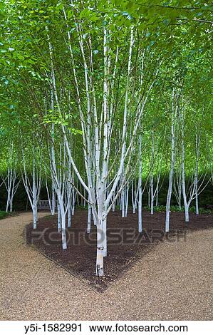 Himalayan Birch Trees View Large Photo Image Stock Image - Himalayan Birch Trees. Fotosearch