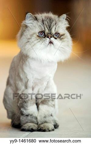 Himalayan Cat View Large Photo Image Stock Image - Himalayan Cat. Fotosearch