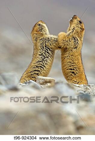 Himalayan Marmot in Ladakh India View Large Photo Image Picture - Himalayan Marmot in Ladakh India. Fotosearch