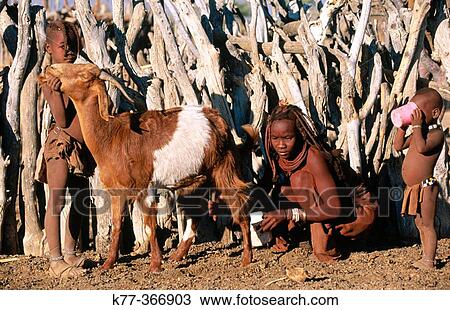 Himba people milking the goats. Kaokoveld. Namibia. View Large Photo Image Stock Image - Himba people milking the goats. Kaokoveld. Namibia.. Fotosearch