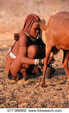 Himba wife milking goats. Kaokoveld. Namibia. View Large Photo Image Stock Image - Himba wife milking goats. Kaokoveld. Namibia.. Fotosearch