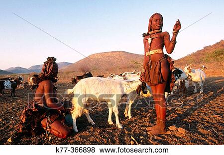 Himba wifes milking goats. Kaokoveld. Namibia. View Large Photo Image Stock Photo - Himba wifes milking goats. Kaokoveld. Namibia.. Fotosearch