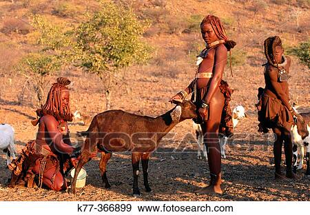 Himba wifes milking goats. Kaokoveld. Namibia. View Large Photo Image Stock Photo - Himba wifes milking goats. Kaokoveld. Namibia.. Fotosearch