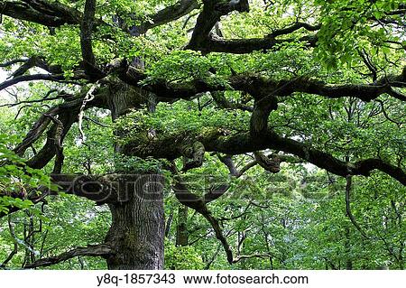 Stock Image - hindre? Us oak or oak of the Druids, 400 years and 5 m circumference, forest broce? Uliande, Brittany, France. Fotosearch