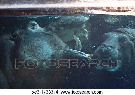 Picture - Hippo fammily.. Fotosearch