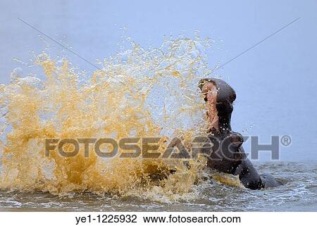 Hippo splashing water (hippopotamus amphibius), Kruger National Park, South Africa. View Large Photo Image Stock Image - Hippo splashing water (hippopotamus amphibius), Kruger National Park, South Africa.. Fotosearch