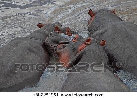 Hippopotamus ( Hippopotamus amphibious ) Masai Mara National Park. Kenya. Africa. View Large Photo Image Stock Image - Hippopotamus ( Hippopotamus amphibious ) Masai Mara National Park. Kenya. Africa.. Fotosearch