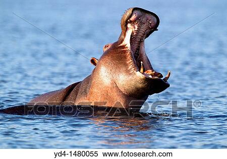 Hippopotamus Hippopotamus amphibius, in the water, Chobe river, Chobe National Park, Botswana View Large Photo Image Stock Photography - Hippopotamus Hippopotamus amphibius, in the water, Chobe river, Chobe National Park, Botswana. Fotosearch
