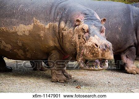 Stock Image - hippopotamus Hippopotamus amphibius, or hippo Park of the Nature of Cabarceno Cabarceno, Cantabria, Spain. Fotosearch