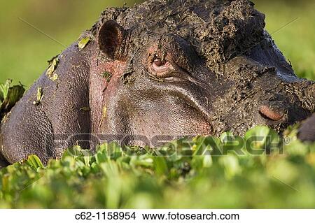 Hippopotamus (Hippopotamus amphibius) resting in lily covered pool, Maasai Mara National Reserve, Kenya View Large Photo Image Picture - Hippopotamus (Hippopotamus amphibius) resting in lily covered pool, Maasai Mara National Reserve, Kenya. Fotosearch