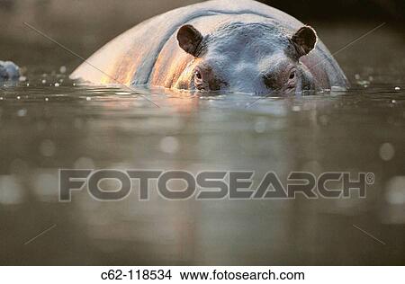 Hippopotamus (Hippopotamus amphibius). Masai Mara Natural Reserve, Kenya View Large Photo Image Picture - Hippopotamus (Hippopotamus amphibius). Masai Mara Natural Reserve, Kenya. Fotosearch