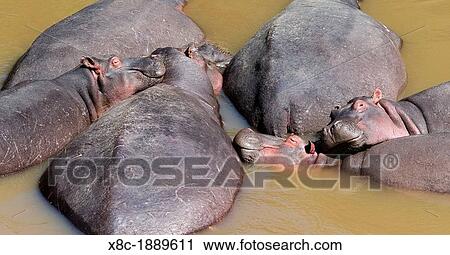 Hippopotamus Hippopotamus amphibius pod relaxing in the Mara River, Maasai Mara Africa, East Africa, Kenya, December View Large Photo Image Stock Image - Hippopotamus Hippopotamus amphibius pod relaxing in the Mara River, Maasai Mara Africa, East Africa, Kenya, December. Fotosearch