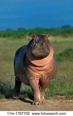 Stock Image - Hippopotamus, hippopotamus amphibius, Masai Mara Park in Kenya. Fotosearch