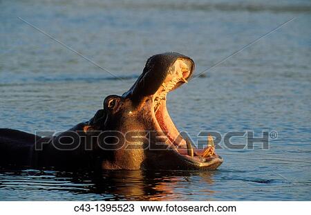 Hippopotamus Hippopotamus amphibius - Yawning in the evening Kruger National Park, South Africa View Large Photo Image Stock Image - Hippopotamus Hippopotamus amphibius - Yawning in the evening Kruger National Park, South Africa. Fotosearch