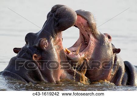 Hippopotamus Hippopotamus amphibius - Two bulls at an? educational? play fight Noticeable the larger size of the bull on the left Sunset Dam, Kruger National Park, South Africa View Large Photo Image Stock Image - Hippopotamus Hippopotamus amphibius - Two bulls at an? educational? play fight Noticeable the larger size of the bull on the left Sunset Dam, Kruger National Park, South Africa. Fotosearch