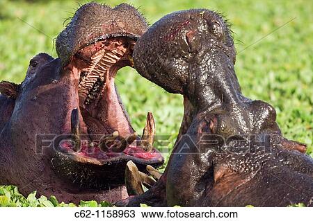Hippopotamus (Hippopotamus amphibius) males fighting in a lily covered pool, Maasai Mara National Reserve, Kenya View Large Photo Image Stock Image - Hippopotamus (Hippopotamus amphibius) males fighting in a lily covered pool, Maasai Mara National Reserve, Kenya. Fotosearch