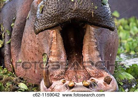 Hippopotamus (Hippopotamus amphibius) yawning, Maasai Mara National Reserve, Kenya View Large Photo Image Stock Image - Hippopotamus (Hippopotamus amphibius) yawning, Maasai Mara National Reserve, Kenya. Fotosearch
