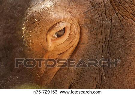 Hippopotamus (Hippopotamus amphibius), Africa, St. Louis Zoo, USA View Large Photo Image Stock Image - Hippopotamus (Hippopotamus amphibius), Africa, St. Louis Zoo, USA. Fotosearch