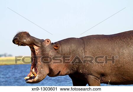 Hippopotamus (Hippopotamus amphibius), Chobe river, Chobe National Park, Botswana. View Large Photo Image Stock Image - Hippopotamus (Hippopotamus amphibius), Chobe river, Chobe National Park, Botswana.. Fotosearch