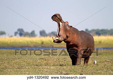 Hippopotamus Hippopotamus amphibius, Chobe river, Chobe National Park, Botswana View Large Photo Image Stock Image - Hippopotamus Hippopotamus amphibius, Chobe river, Chobe National Park, Botswana. Fotosearch