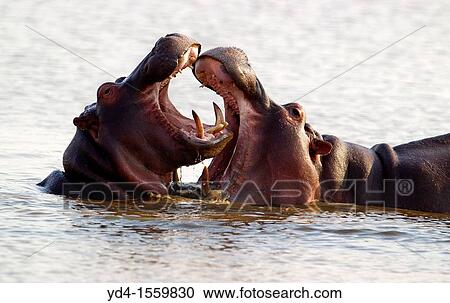 Hippopotamus Hippopotamus amphibius, Mother playing with a baby hippo, Kruger National Park, South Africa View Large Photo Image Stock Image - Hippopotamus Hippopotamus amphibius, Mother playing with a baby hippo, Kruger National Park, South Africa. Fotosearch