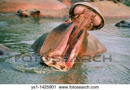HIPPOPOTAMUS hippopotamus amphibius, ADULT THREAT DISPLAYING WITH OPENED MOUTH, VIRUNGA PARK, CONGO View Large Photo Image Stock Image - HIPPOPOTAMUS hippopotamus amphibius, ADULT THREAT DISPLAYING WITH OPENED MOUTH, VIRUNGA PARK, CONGO. Fotosearch