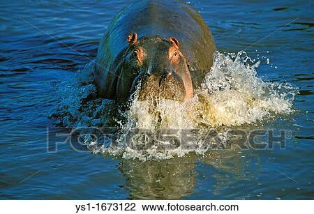 Hippopotamus, hippopotamus amphibius, Adult emerging from Mara River, Masai Mara Park in Kenya View Large Photo Image Stock Image - Hippopotamus, hippopotamus amphibius, Adult emerging from Mara River, Masai Mara Park in Kenya. Fotosearch