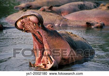 Hippopotamus, hippopotamus amphibius, Adult Yawning, Virunga Park in Congo. View Large Photo Image Stock Image - Hippopotamus, hippopotamus amphibius, Adult Yawning, Virunga Park in Congo.. Fotosearch