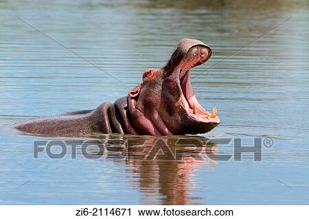 Stock Image - Hippopotamus (Hippopotamus amphibius), yawning, Kruger National Park, South Africa, Africa.. Fotosearch