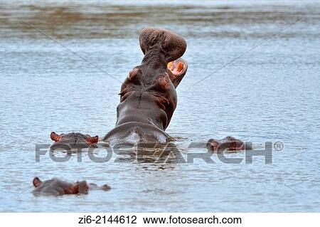 Hippopotamus (Hippopotamus amphibius), yawning, Kruger National Park, South Africa, Africa. View Large Photo Image Stock Image - Hippopotamus (Hippopotamus amphibius), yawning, Kruger National Park, South Africa, Africa.. Fotosearch