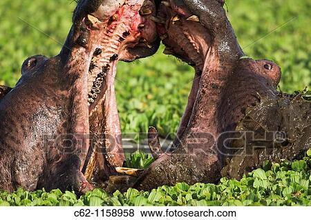 Hippopotamus (Hippopotamus amphibius) males fighting in a lily covered pool, Maasai Mara National Reserve, Kenya View Large Photo Image Stock Photo - Hippopotamus (Hippopotamus amphibius) males fighting in a lily covered pool, Maasai Mara National Reserve, Kenya. Fotosearch