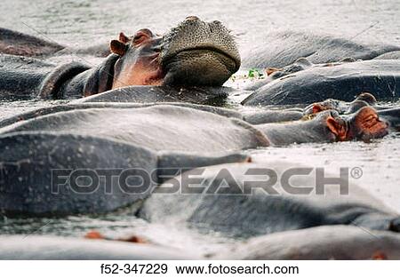 Hippopotamus (Hippopotamus amphibius) View Large Photo Image Stock Photo - Hippopotamus (Hippopotamus amphibius). Fotosearch