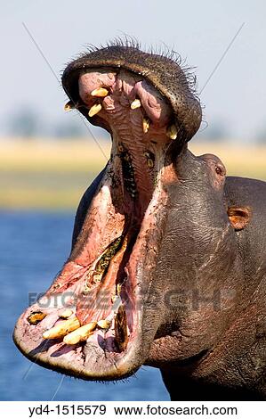 Hippopotamus Hippopotamus amphibius, Chobe river, Chobe National Park, Botswana View Large Photo Image Stock Photo - Hippopotamus Hippopotamus amphibius, Chobe river, Chobe National Park, Botswana. Fotosearch