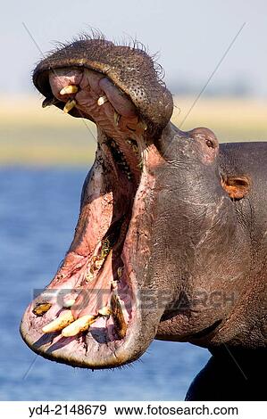 Hippopotamus (Hippopotamus amphibius), Chobe National Park, Botswana. View Large Photo Image Stock Photo - Hippopotamus (Hippopotamus amphibius), Chobe National Park, Botswana.. Fotosearch