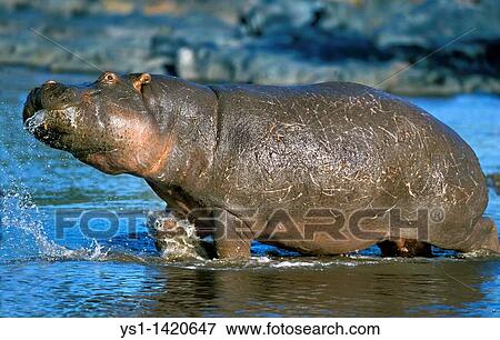 HIPPOPOTAMUS hippopotamus amphibius, ADULT STANDING IN MARA RIVER, MASAI MARA PARK, KENYA View Large Photo Image Stock Photo - HIPPOPOTAMUS hippopotamus amphibius, ADULT STANDING IN MARA RIVER, MASAI MARA PARK, KENYA. Fotosearch
