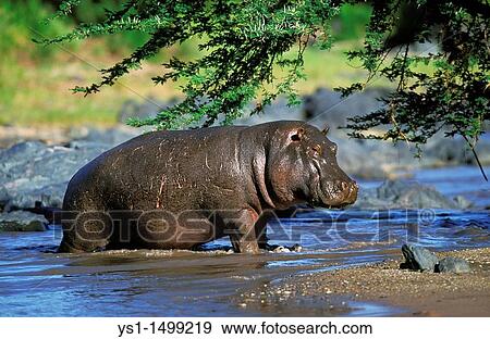 Hippopotamus, hippopotamus amphibius, Adult in Mara River, Masai Mara Park in Kenya View Large Photo Image Stock Photo - Hippopotamus, hippopotamus amphibius, Adult in Mara River, Masai Mara Park in Kenya. Fotosearch