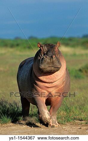 Stock Photo - Hippopotamus, hippopotamus amphibius, Adult in Masai Mara Park, Kenya. Fotosearch