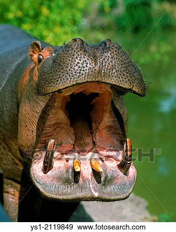 Hippopotamus, hippopotamus amphibius, Adult Yawning, with Open Mouth. View Large Photo Image Stock Photo - Hippopotamus, hippopotamus amphibius, Adult Yawning, with Open Mouth.. Fotosearch