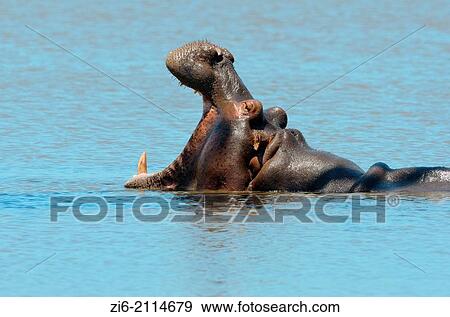 Stock Photo - Hippopotamus (Hippopotamus amphibius), yawning, Kruger National Park, South Africa, Africa.. Fotosearch