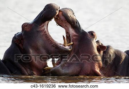 Hippopotamus Hippopotamus amphibius - Two bulls at an? educational? play fight Noticeable the much larger size of the bull on the right Sunset Dam, Kruger National Park, South Africa View Large Photo Image Stock Photograph - Hippopotamus Hippopotamus amphibius - Two bulls at an? educational? play fight Noticeable the much larger size of the bull on the right Sunset Dam, Kruger National Park, South Africa. Fotosearch