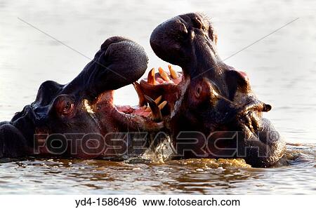 Hippopotamus Hippopotamus amphibius, fighting, Kruger National Park, South Africa View Large Photo Image Stock Photograph - Hippopotamus Hippopotamus amphibius, fighting, Kruger National Park, South Africa. Fotosearch