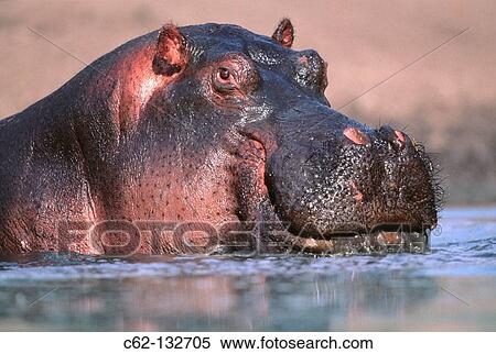 Hippopotamus (Hippopotamus amphibius). Serengeti National Park. Tanzania View Large Photo Image Stock Photography - Hippopotamus (Hippopotamus amphibius). Serengeti National Park. Tanzania. Fotosearch