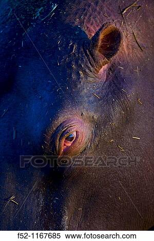 Hippopotamus (Hippopotamus amphibius), Namibia View Large Photo Image Stock Photography - Hippopotamus (Hippopotamus amphibius), Namibia. Fotosearch