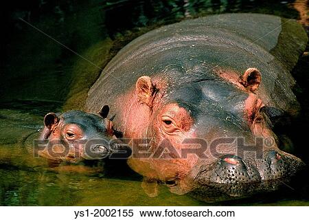 Hippopotamus, hippopotamus amphibius, Mother with Calf standing in River, Masai Mara Park in Kenya. View Large Photo Image Stock Photography - Hippopotamus, hippopotamus amphibius, Mother with Calf standing in River, Masai Mara Park in Kenya.. Fotosearch