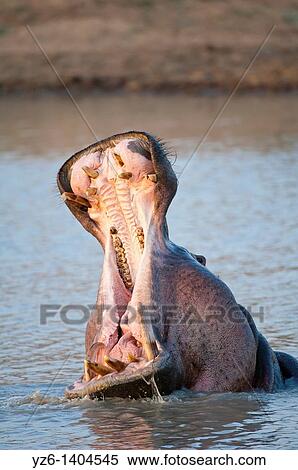 Hippopotamus Hippopotamus amphibius yawning with the mouth wide open Kruger National Park, South Africa View Large Photo Image Stock Photography - Hippopotamus Hippopotamus amphibius yawning with the mouth wide open Kruger National Park, South Africa. Fotosearch