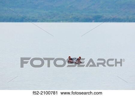 Hippopotamus (Hippopotamus amphibius)Chamo lake, Naciones, Etiopia, Africa. View Large Photo Image Stock Image - Hippopotamus (Hippopotamus amphibius)Chamo lake, Naciones, Etiopia, Africa.. Fotosearch
