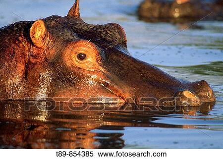 Hippopotamus in river, Hippopotamus amphibius View Large Photo Image Stock Photography - Hippopotamus in river, Hippopotamus amphibius. Fotosearch
