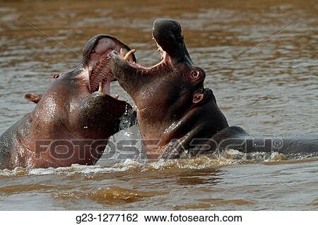 Hippos in Action View Large Photo Image Stock Image - Hippos in Action. Fotosearch