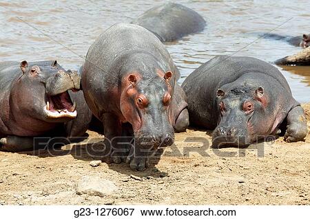 Hippos View Large Photo Image Stock Photo - Hippos. Fotosearch