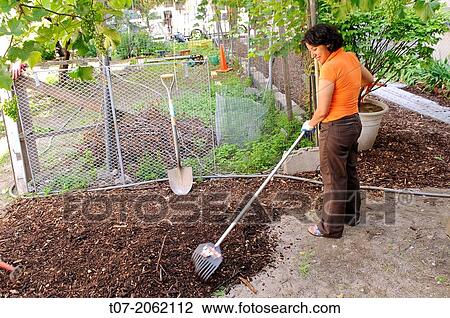Hispanic community service volunteers of the Harlem Spanish Manhattan Seventh Day Adventist Church plant flowers and landscape an East Harlem neighborhood public garden, New York City, New York, Manhattan, USA. View Large Photo Image Stock Image - Hispanic community service volunteers of the Harlem Spanish Manhattan Seventh Day Adventist Church plant flowers and landscape an East Harlem neighborhood public garden, New York City, New York, Manhattan, USA.. Fotosearch